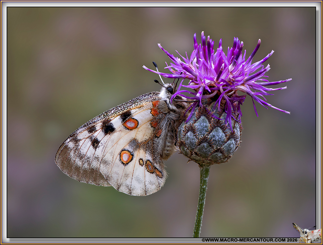 Centaur&eacute;e scabieuse